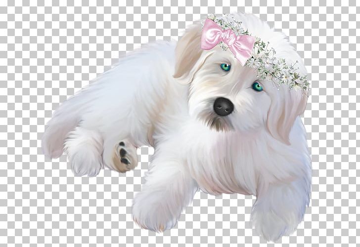Chihuahua Dachshund Black & White Puppy Pet PNG, Clipart, Animal, Animals, Bichon, Carnivoran, Companion Dog Free PNG Download