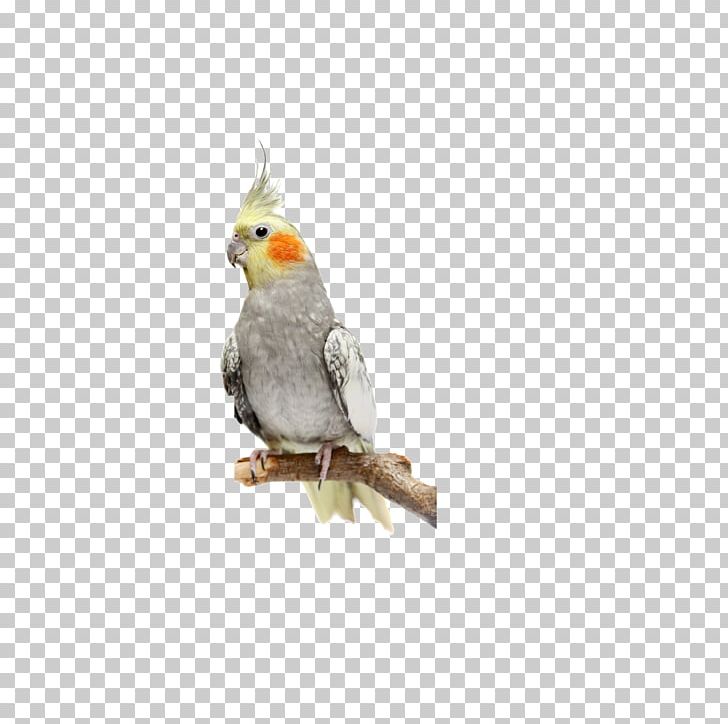 Cockatiels As Pets: Cockatiel Facts & Information PNG, Clipart, Animals, Beak, Bird Cage, Birds, Cockatiel Free PNG Download