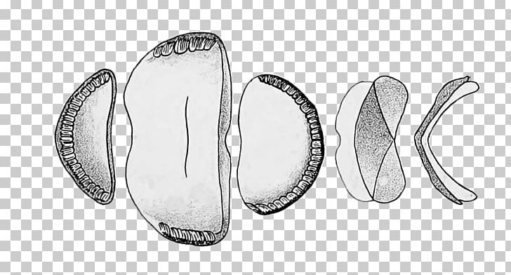 Eudoxochiton Nobilis Chitons Manual Of The New Zealand Mollusca /m/02csf PNG, Clipart, Black, Black And White, Drawing, Inaturalist, M02csf Free PNG Download