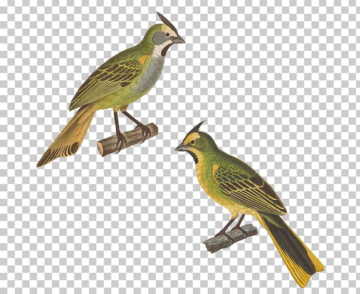 Horse Work Of Art Finches Bird PNG, Clipart, Animal, Animals, Art, Art Museum, Beak Free PNG Download