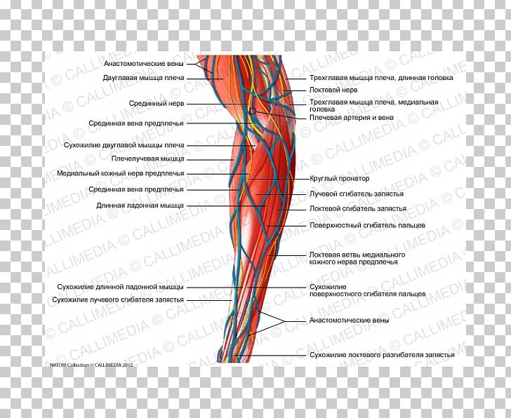 Hand Medial Cutaneous Nerve Of Forearm Muscle Medial Cutaneous Nerve Of Forearm PNG, Clipart, Abdomen, Anatomical Terms Of Location, Anatomy, Angle, Area Free PNG Download