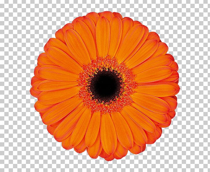 Kwekerij De Zuidplas Transvaal Daisy Cut Flowers Floristry PNG, Clipart, Applause, Assortment Strategies, Birthday, Color, Cut Flowers Free PNG Download