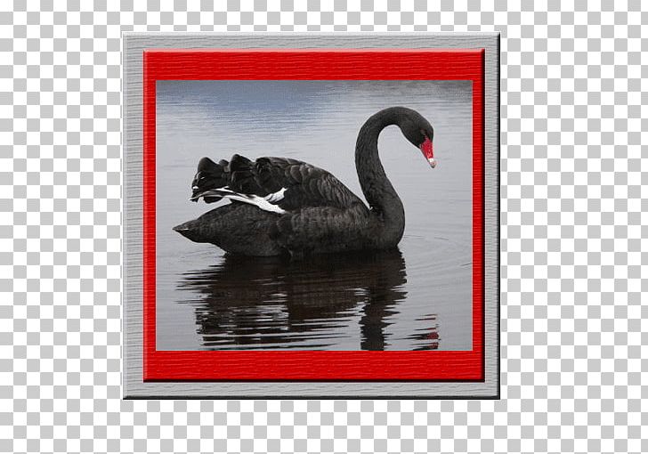 The Black Swan: The Impact Of The Highly Improbable Bird Black Swan Theory Reptile PNG, Clipart, Animal, Animals, Art, Beak, Bird Free PNG Download