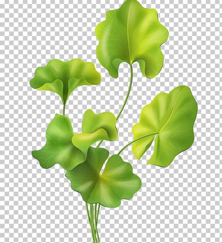 Nelumbo Nucifera Leaf PNG, Clipart, Element, Flower, Green, Leaf, Lotus Effect Free PNG Download