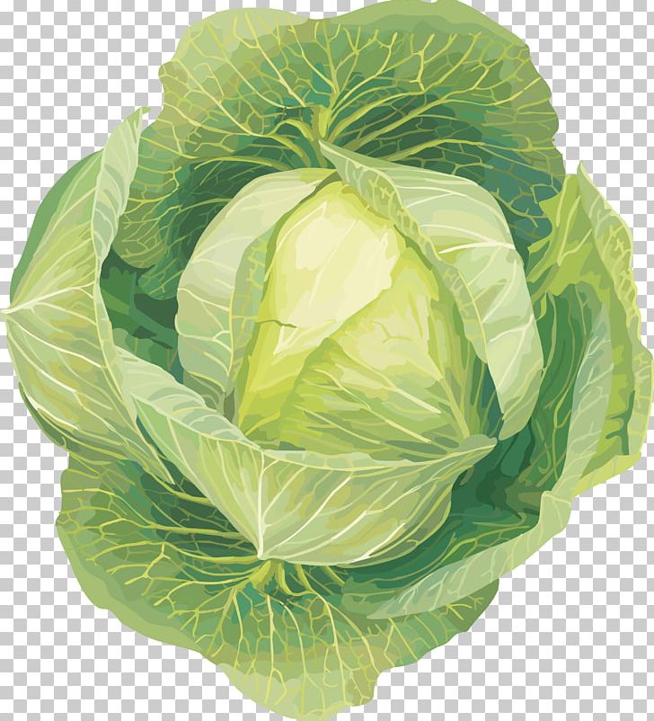 Savoy Cabbage Cauliflower Kohlrabi PNG, Clipart, Cabbage, Cauliflower, Clip Art, Collard Greens, Cruciferous Vegetables Free PNG Download