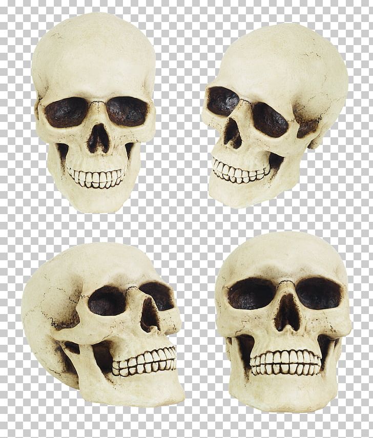 Skull Bone Anatomy Human Skeleton PNG, Clipart, Anatomy, Bone, Fantasy, Human Anatomy, Human Body Free PNG Download