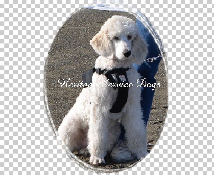 Standard Poodle Miniature Poodle Toy Poodle Cockapoo Goldendoodle PNG, Clipart, Animals, Breed, Carnivoran, Cockapoo, Companion Dog Free PNG Download