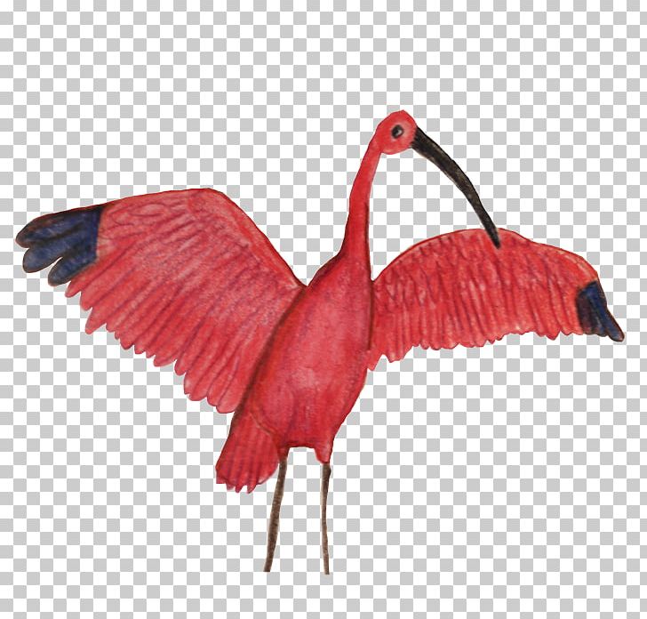 Ibis Beak Feather Neck PNG, Clipart, Animals, Beak, Bird, Bird Of Paradise, Feather Free PNG Download