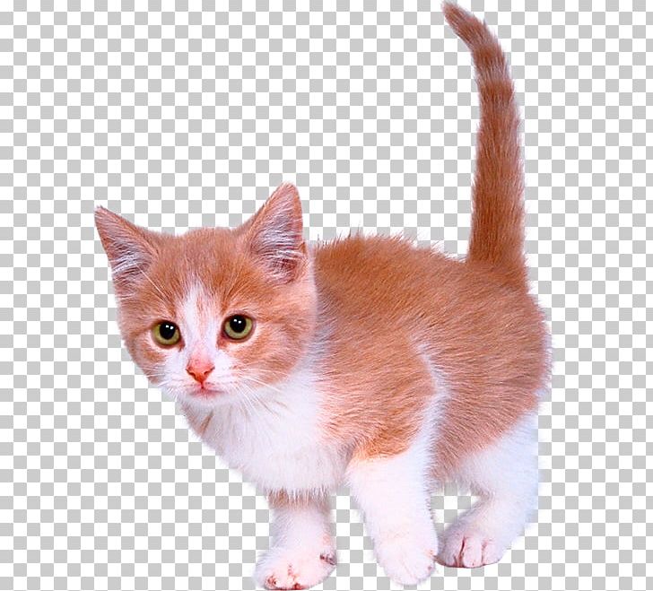 Pet Sitting Kitten Van Cat Turkish Angora Savannah Cat PNG, Clipart, American Wirehair, Animal, Animals, Carnivoran, Cat Free PNG Download