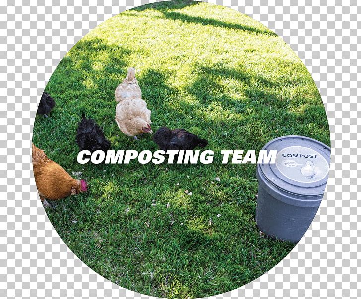 Rubbish Bins & Waste Paper Baskets Chicken Compost Landfill PNG, Clipart, Animals, Bag, Beak, Bin Bag, Bird Free PNG Download