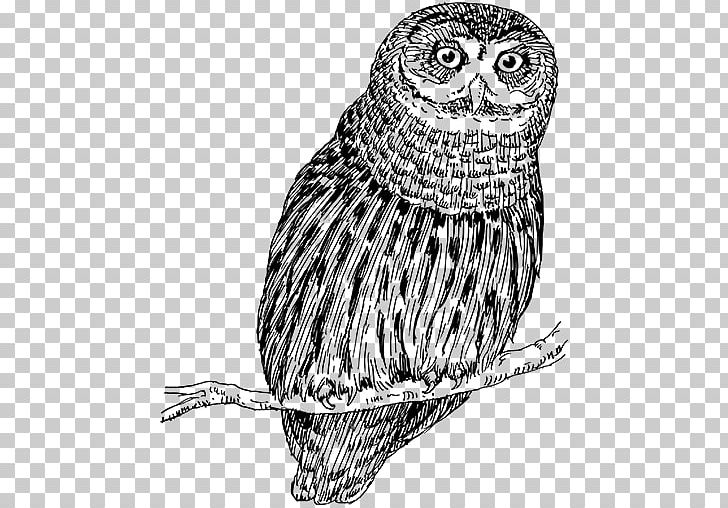 Snowy Owl Bird Drawing Vertebrate PNG, Clipart, Animal, Animals, Art, Beak, Bird Free PNG Download