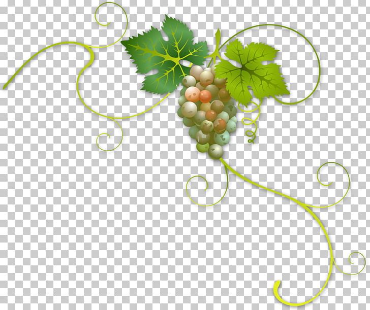 Wine Label Common Grape Vine PNG, Clipart, Body Jewelry, Bottle, Common Grape Vine, Food Drinks, Fruit Free PNG Download