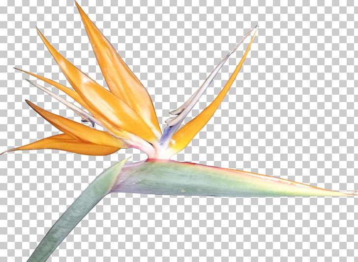 Bird-of-paradise Bird Of Paradise Flower PNG, Clipart, Animals, Bird, Birdofparadise, Bird Of Paradise Flower, Clip Art Free PNG Download