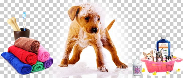 Dog Breed Dog Grooming Companion Dog Puppy PNG, Clipart, Animals, Breed, Carnivoran, Companion Dog, Crossbreed Free PNG Download