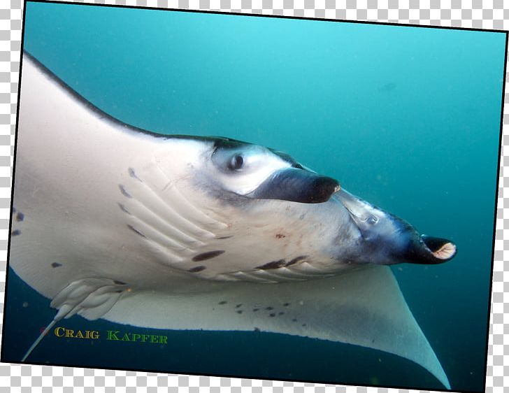Fish Marine Biology Underwater Marine Mammal PNG, Clipart, Animals, Biology, Fauna, Fish, Mammal Free PNG Download