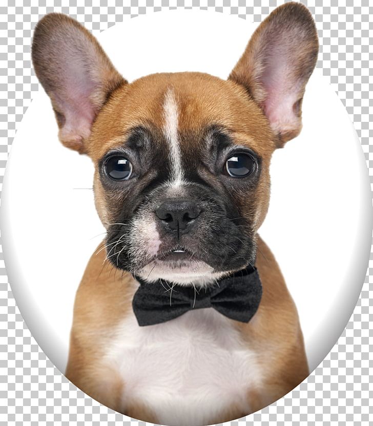 French Bulldog Puppy Boxer Pit Bull PNG, Clipart, Animals, Bark, Boxer, Bulldog, Carnivoran Free PNG Download