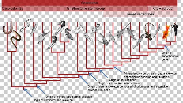 Gnathostomata Hagfish Phylogenetic Tree Phylogenetics Evolution PNG, Clipart, Amphibian, Angle, Animals, Biology, Brand Free PNG Download