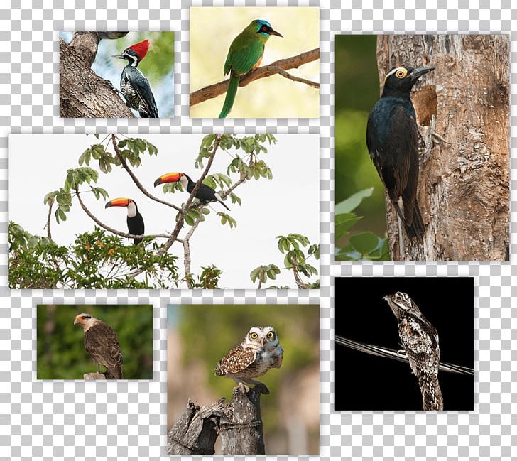 Bird Beak Parrot Piciformes Rufous-tailed Jacamar PNG, Clipart,  Free PNG Download