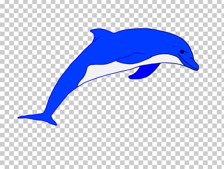 Common Bottlenose Dolphin Short-beaked Common Dolphin Tucuxi Rough-toothed Dolphin PNG, Clipart, Animals, Beak, Bottlenose Dolphin, Cobalt, Cobalt Free PNG Download