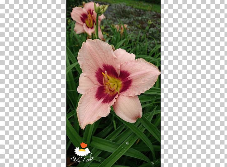 Cut Flowers Petal Daylily Lily M PNG, Clipart, Candy, Cut Flowers, Daylily, Flower, Flowering Plant Free PNG Download