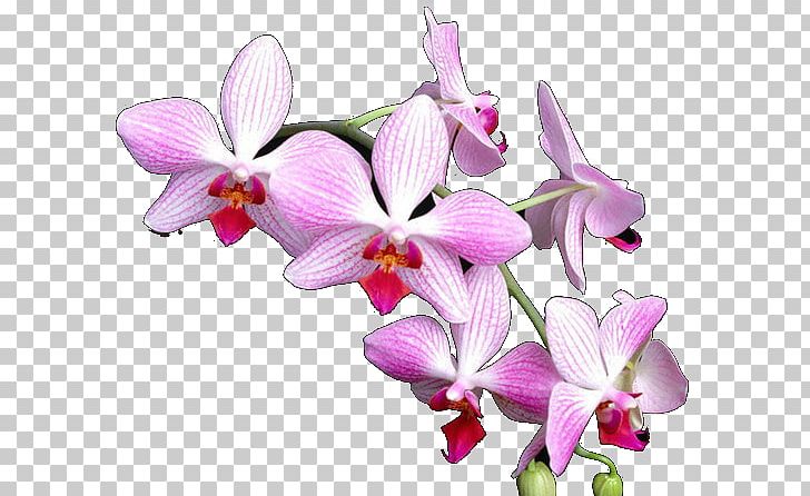 Phalaenopsis Equestris Orchids Crimson Cattleya Flower Dendrobium PNG, Clipart, Cattleya, Cattleya Labiata, Cattleya Orchids, Cut Flowers, Dendrobium Free PNG Download