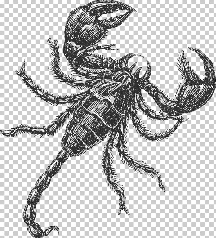 Scorpion Insect Drawing Decapoda Sketch PNG, Clipart, Art, Arthropod, Black And White, Decapoda, Drawing Free PNG Download