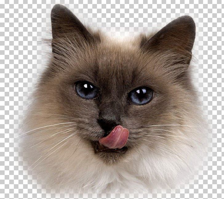 Siamese Cat Himalayan Cat Birman Persian Cat Kitten Png Clipart
