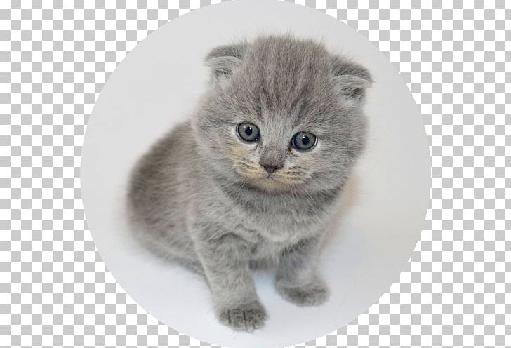 Chartreux Scottish Fold British Shorthair European Shorthair Nebelung PNG, Clipart, Animals, Asian, Breed, British Semilonghair, British Semi Longhair Free PNG Download