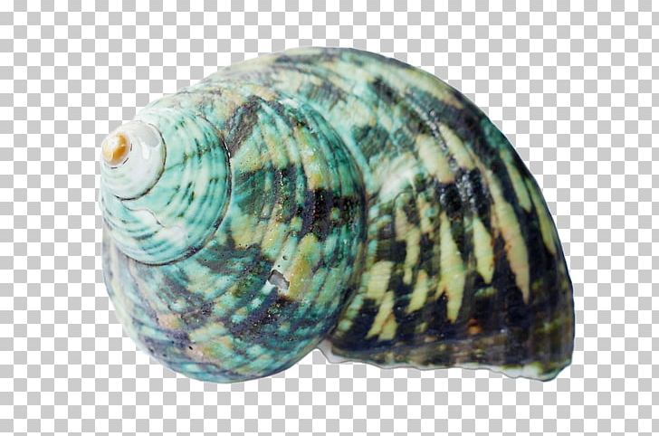 Clam Seashell Beach PNG, Clipart, Beach, Beaches, Beach Party, Beach Sand, Clam Free PNG Download