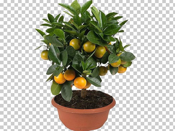 Kumquat Mandarin Orange Clementine Tangerine Rangpur PNG, Clipart, Bitter Orange, Calamondin, Citrus, Citrus Fruit, Clementine Free PNG Download