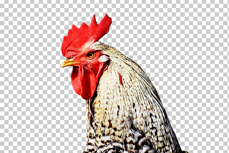 Chicken Rooster Bird Beak Comb PNG, Clipart, Beak, Bird, Bird Supply, Chicken, Comb Free PNG Download