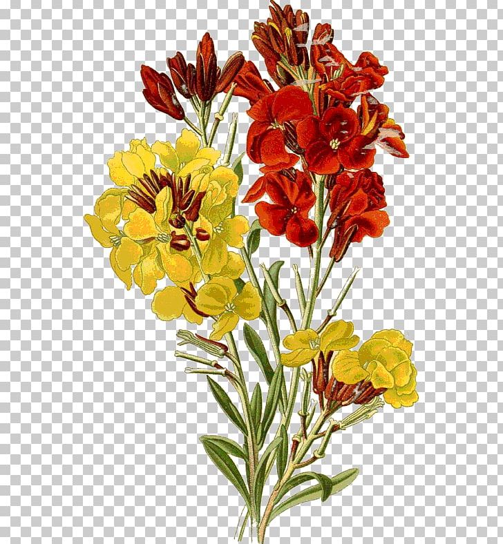 Erysimum Cheiri Printmaking Flower Engraving PNG, Clipart, Alstroemeriaceae, Cut Flowers, Decorative Arts, Engraving, Etching Free PNG Download