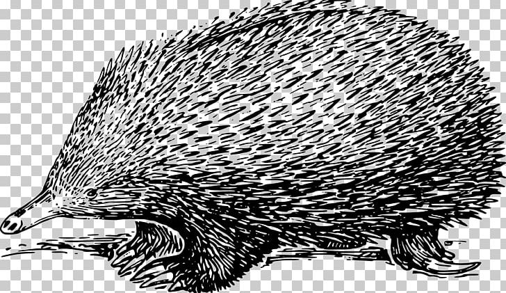 Hedgehog Echidna Drawing PNG, Clipart, Animal, Animals, Drawing, Echidna, Fauna Free PNG Download