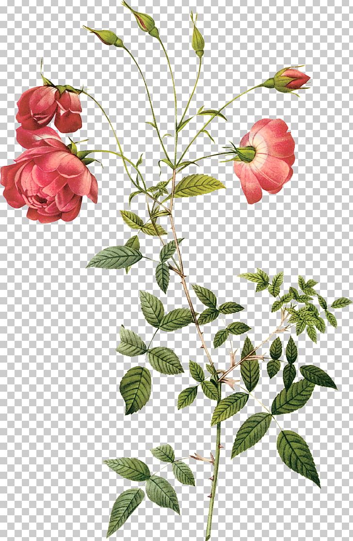 Rosa Chinensis Centifolia Roses Botany Hybrid Tea Rose Botanical Illustration PNG, Clipart, Branch, Cartoon, Centifolia Roses, Floribunda, Flower Free PNG Download