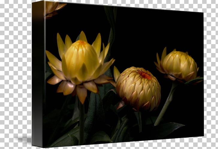 Still Life Photography Petal Gallery Wrap Yellow PNG, Clipart, Art, Bud, Canvas, Computer, Computer Wallpaper Free PNG Download