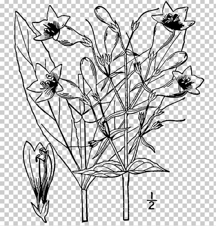 Foxglove Beardtongue Twig Lady's Glove Petal Plant PNG, Clipart,  Free PNG Download