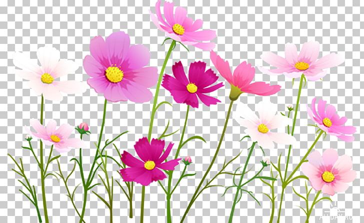 Flower Portable Network Graphics Cosmos PNG, Clipart, Annual Plant, Art, Blossom, Cosmos, Daisy Family Free PNG Download