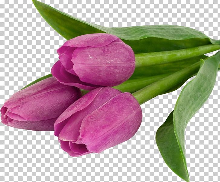 Flower Tulip Desktop Mobile Phones High-definition Television PNG, Clipart, Bud, Color, Desktop Wallpaper, Flower, Flowers Free PNG Download