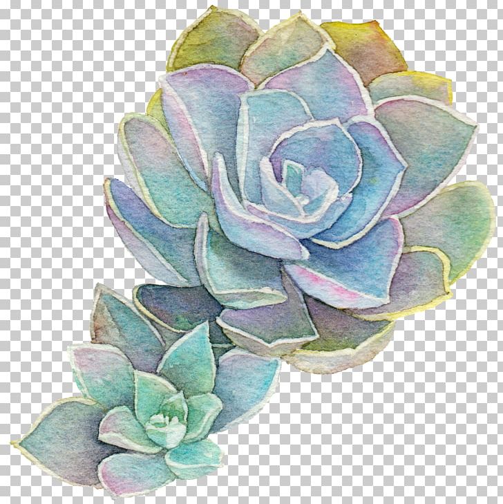 Garden Roses Succulent Plant Acupuncture Cabbage Rose Watercolor Painting PNG, Clipart, Bodywork, Cut Flowers, Echeveria, Flower, Flowering Plant Free PNG Download