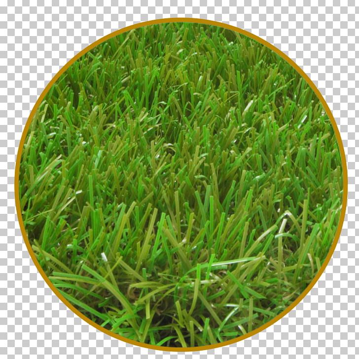 Italgreen SpA Artificial Turf Lawn Garden Grass PNG, Clipart, Artificial Turf, Balcony, Garden, Grass, Grass Family Free PNG Download