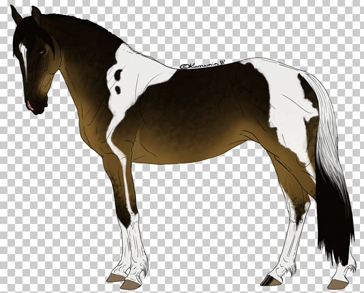 Mane Foal Stallion Rein Western Pleasure PNG, Clipart, Colt, Equestrian Sport, Foal, Halter, Horse Free PNG Download