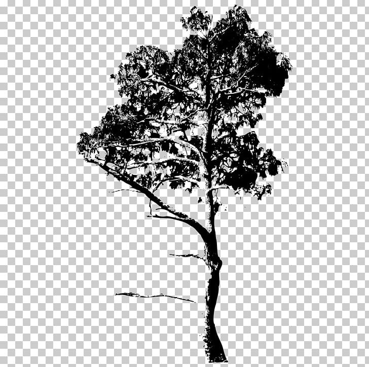 Twig Drawing PNG, Clipart, Art, Black And White, Branch, Drawing, Flora Free PNG Download