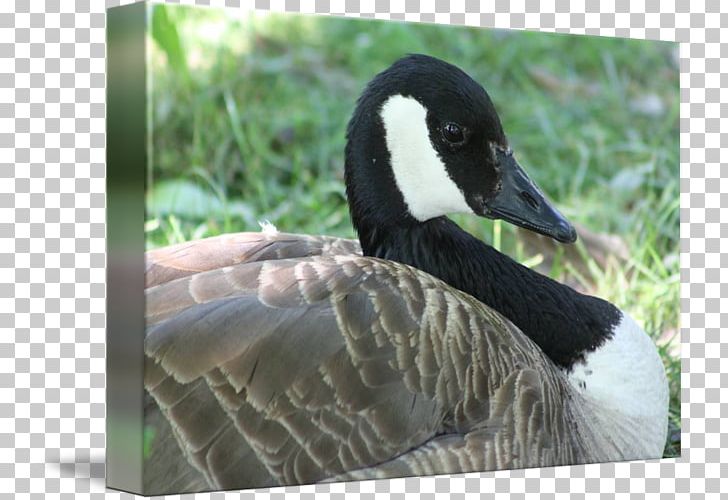 Duck Goose Water Bird Cygnini PNG, Clipart, Anatidae, Animals, Beak, Bird, Closeup Free PNG Download