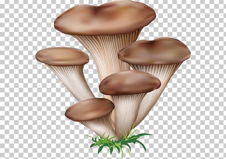 Edible Mushroom Fungus Boletus Edulis PNG, Clipart, Basidiomycetes, Boletus Edulis, Chanterelle, Drawing, Edible Mushroom Free PNG Download