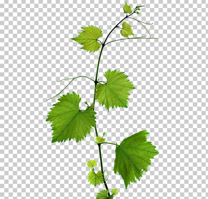 Kyoho Grape Leaves Leaf Branch PNG, Clipart, Autumn Leaves, Common Grape Vine, Fall Leaves, Fruit Nut, Grape Free PNG Download