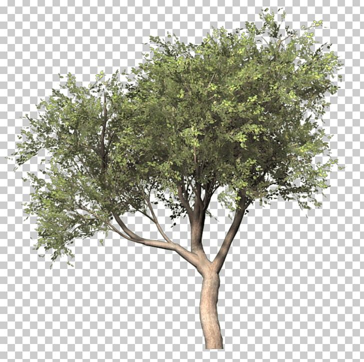 Silver Birch Populus Nigra Tree PNG, Clipart, 3d Computer Graphics, Animation, Birch, Branch, Bushes Free PNG Download