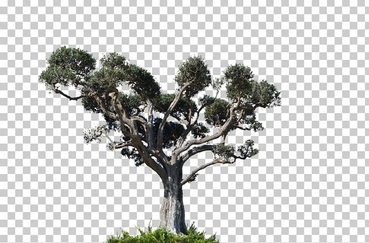 Tree Arecaceae Photography PNG, Clipart, Arecaceae, Bonsai, Branch, Deviantart, Elm Free PNG Download