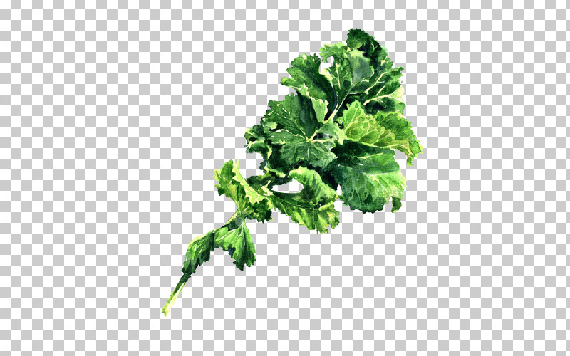 Parsley PNG, Clipart, Flower, Food, Herb, Leaf, Leaf Vegetable Free PNG Download