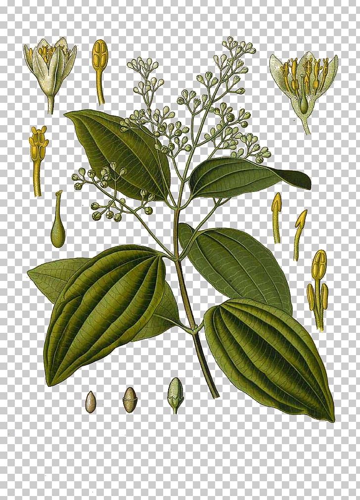 Cinnamomum Verum Köhler's Medicinal Plants Chinese Cinnamon Cinnamon Leaf Oil PNG, Clipart,  Free PNG Download
