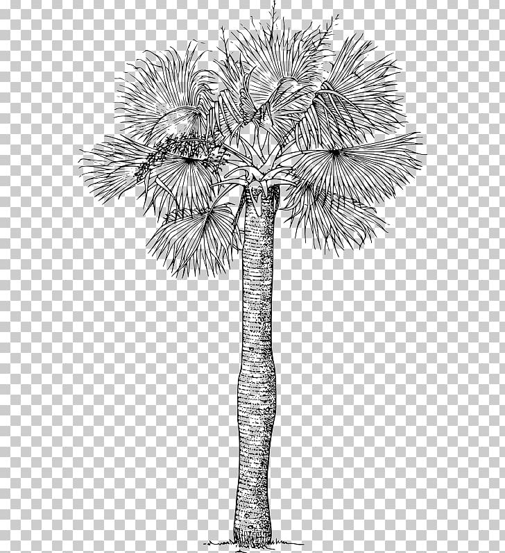 Asian Palmyra Palm Sabal Palm Arecaceae Tree PNG, Clipart, Arecaceae, Arecales, Asian Palmyra Palm, Black And White, Borassus Free PNG Download